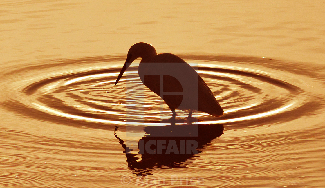 "Little Egret." stock image