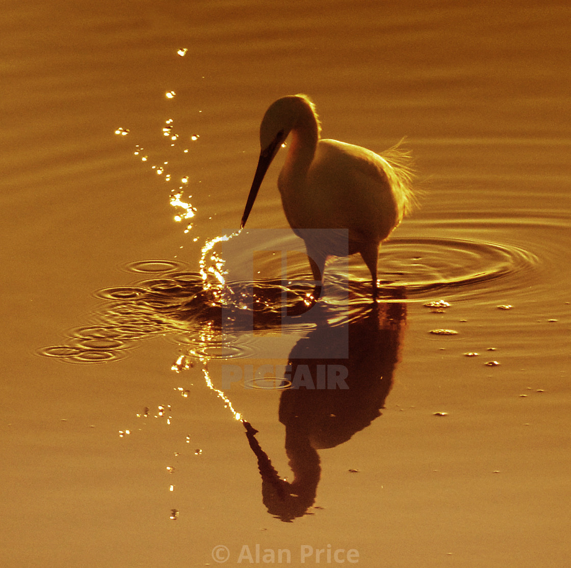 "Little Egret." stock image