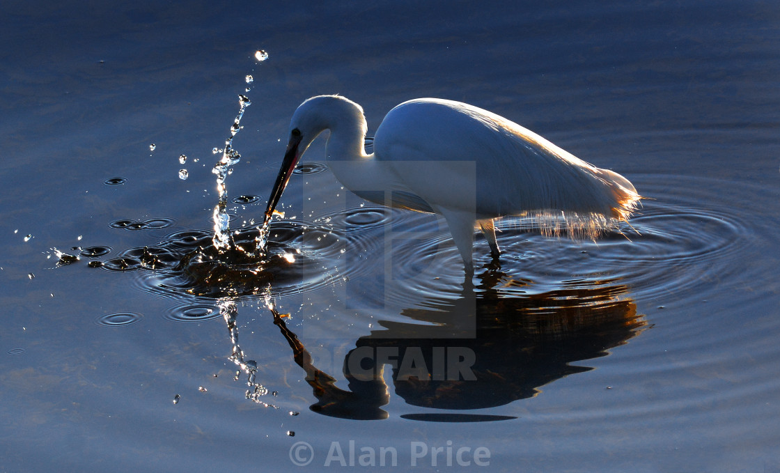 "Little Egret." stock image