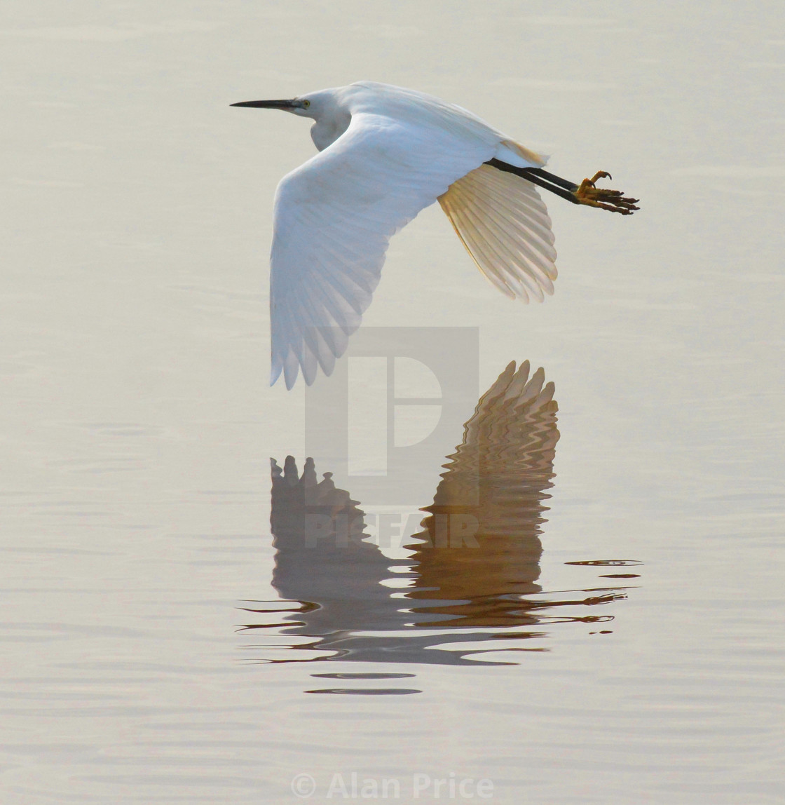 "Little Egret." stock image