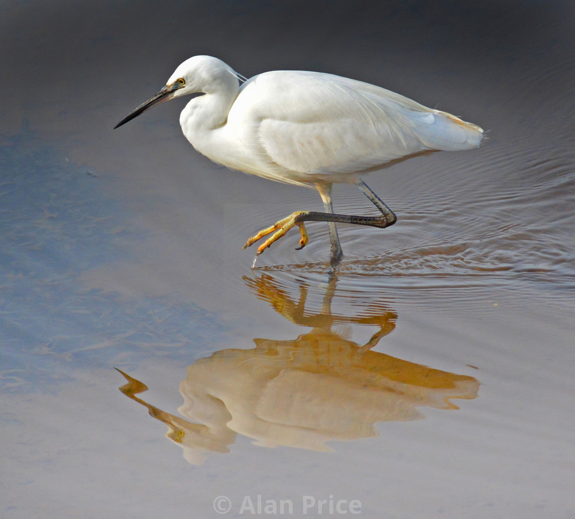 "Little Egret." stock image