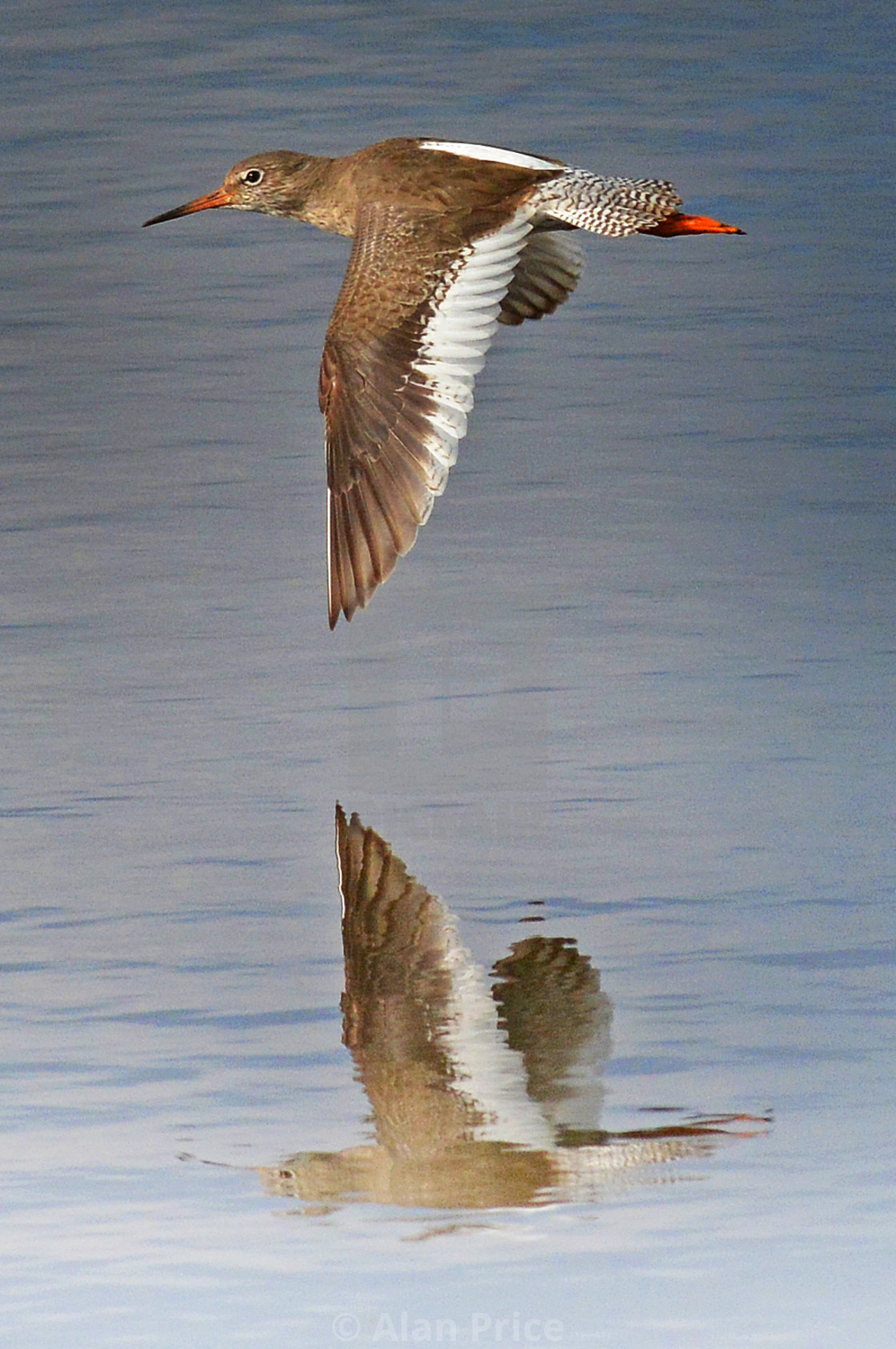 "Redshank" stock image