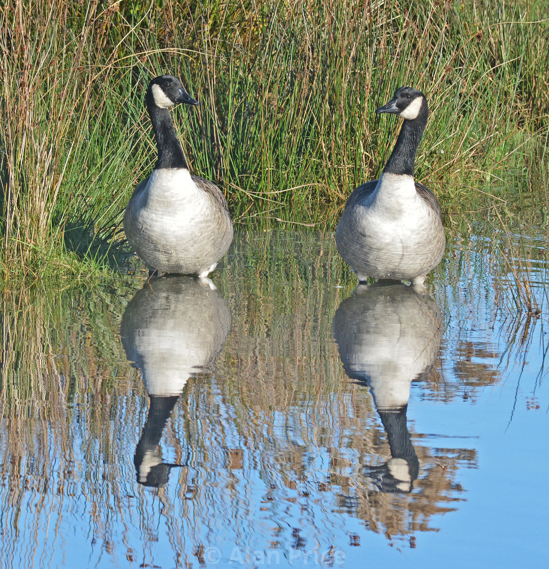 "Canada Geese." stock image