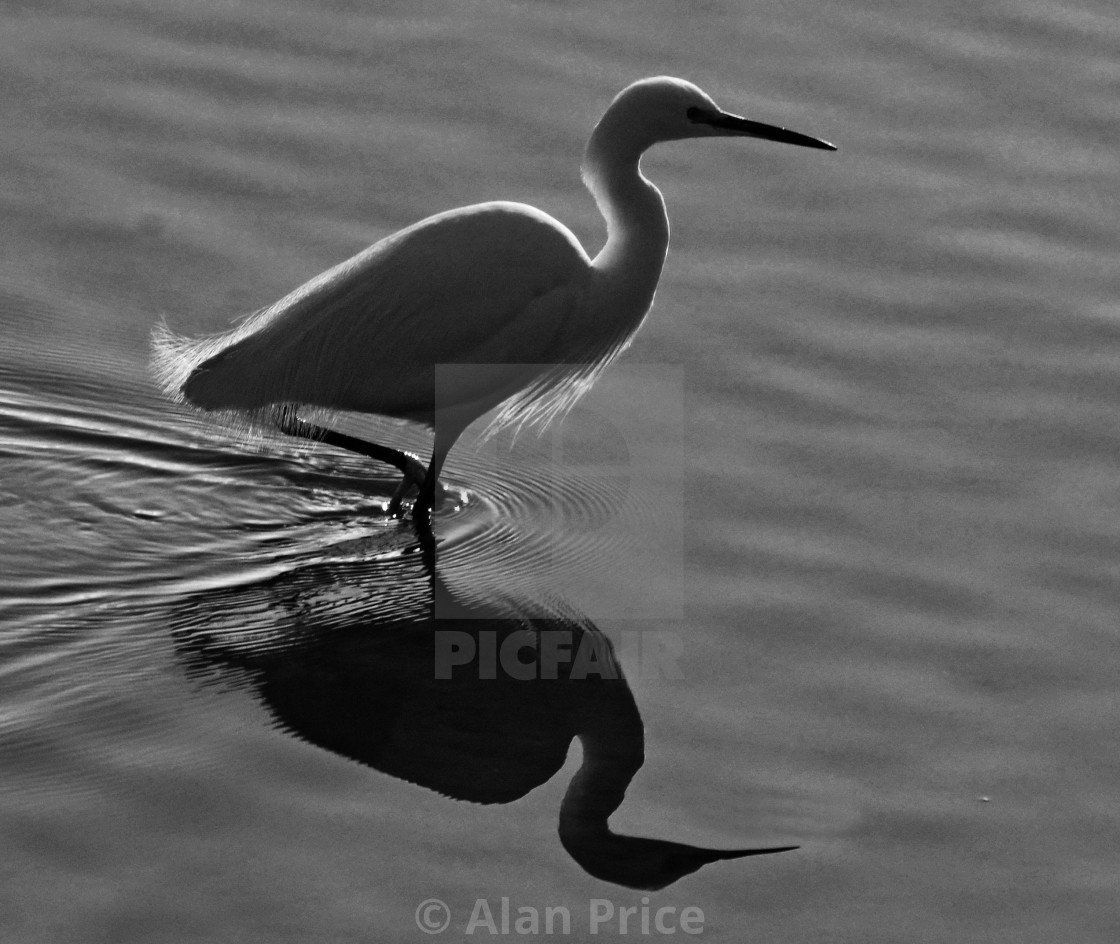 "Little Egret." stock image