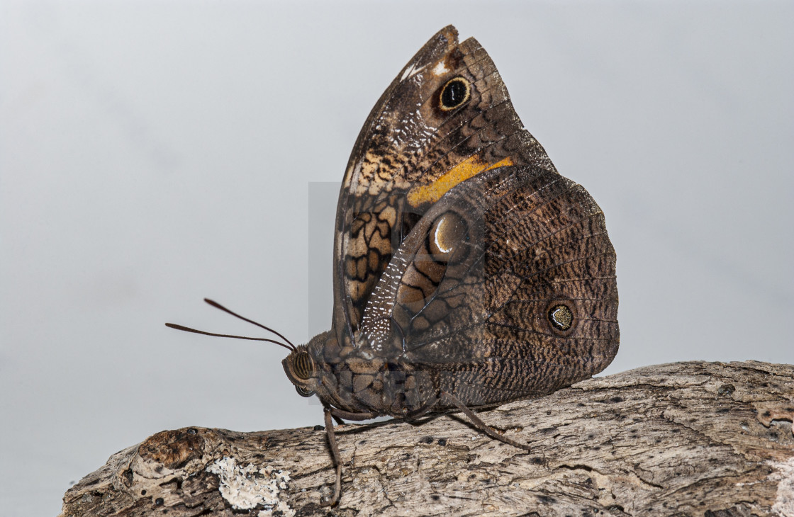 "Owl Butterfly" stock image