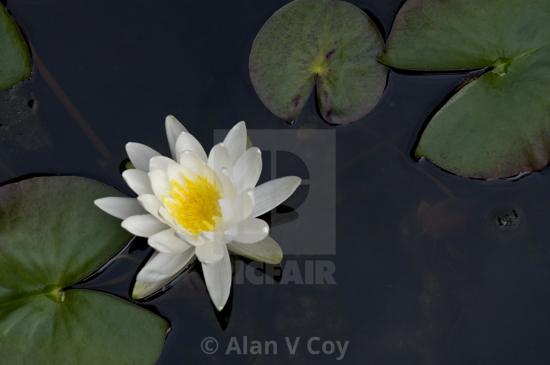 "White lilly in pond" stock image