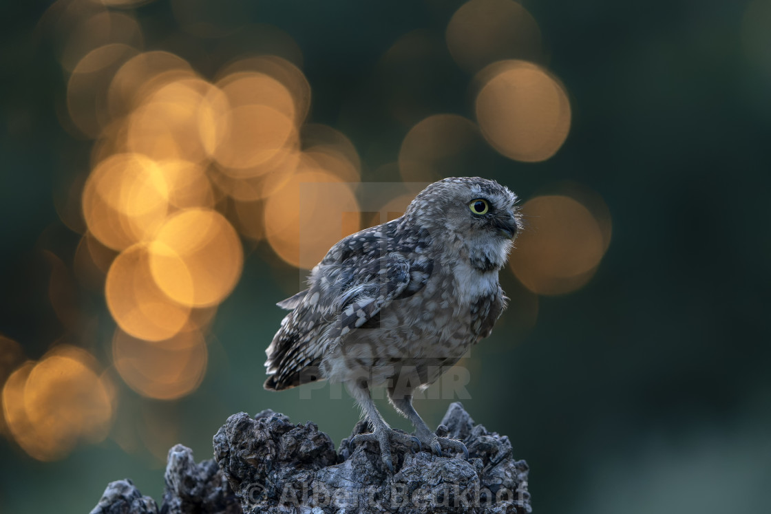 "Burrowing owl (Athene cunicularia) sitting on a tree trunk at sunset." stock image