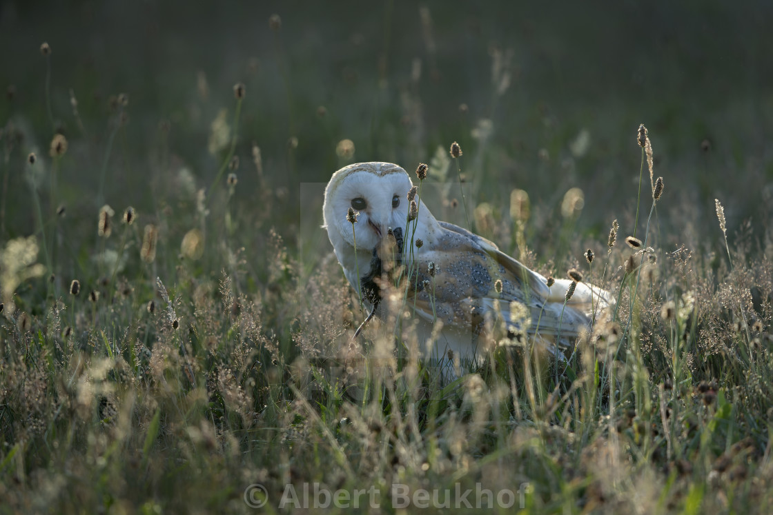 "Beautiful Barn owl (Tyto alba) catching a small Mouse at sunset." stock image