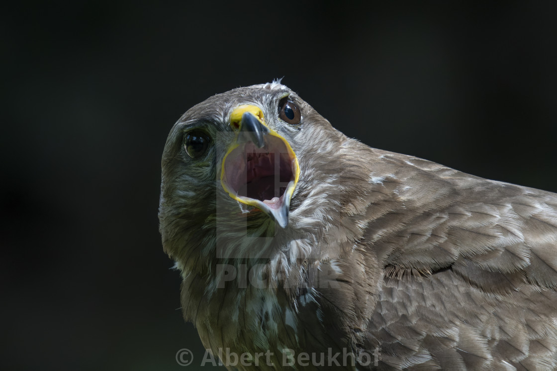 "Portrait of a beautiful screaming Common Buzzard (Buteo buteo)." stock image