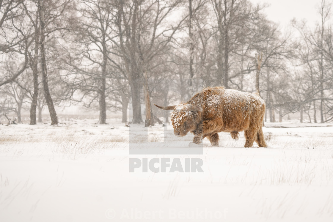 "Highland Cattle (Bos taurus taurus) covered with snow and ice." stock image