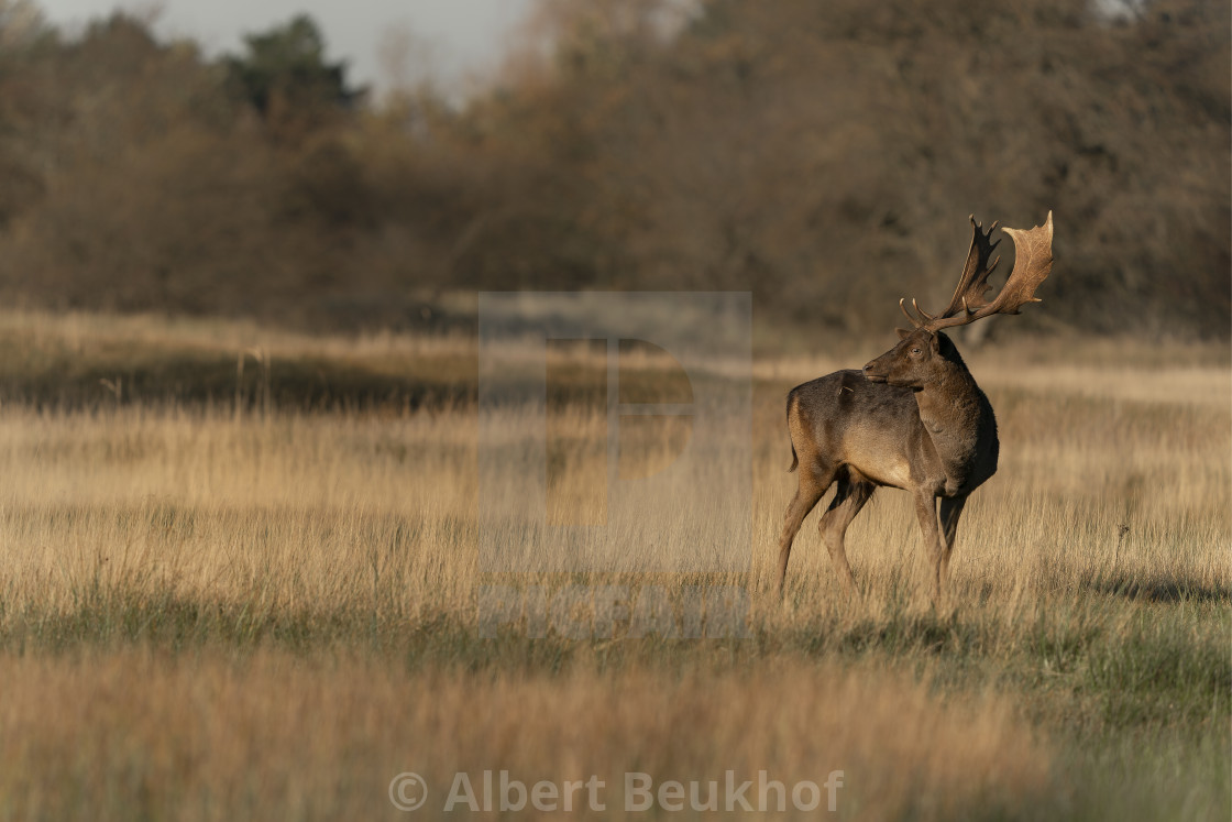 "Male Fallow deer (Dama dama) in rutting season" stock image