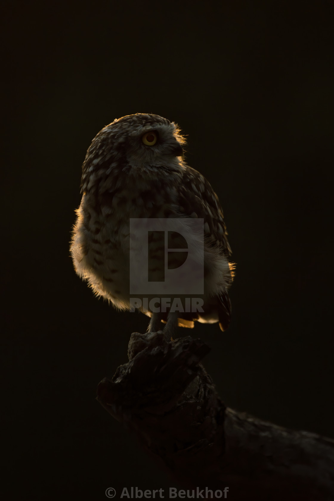 "Portrait of a beautiful Burrowing owl (Athene cunicularia) on a branch in the backlight." stock image