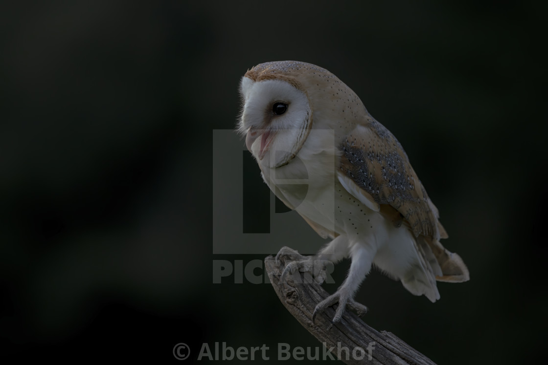 "Beautiful Barn owl (Tyto alba) sitting on a branch." stock image