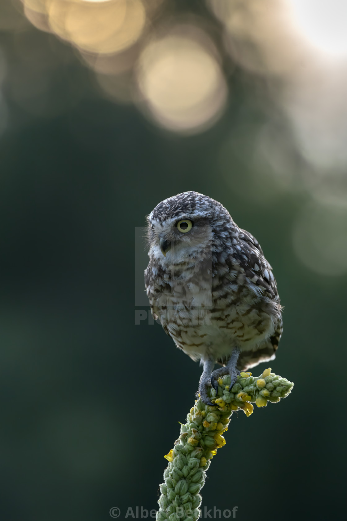 "Cute Burrowing owl (Athene cunicularia) on a beautiful yellow flower." stock image