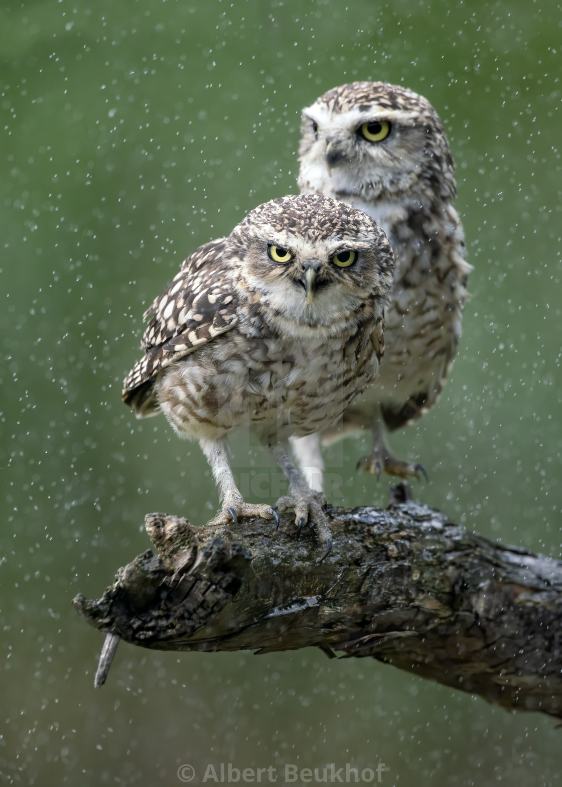 "Beautiful Burrowing owls (Athene cunicularia) are standing on a branch in heavy rain." stock image