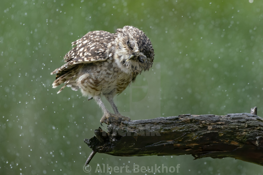 "Burrowing owl (Athene cunicularia) are standing on a branch in heavy rain." stock image