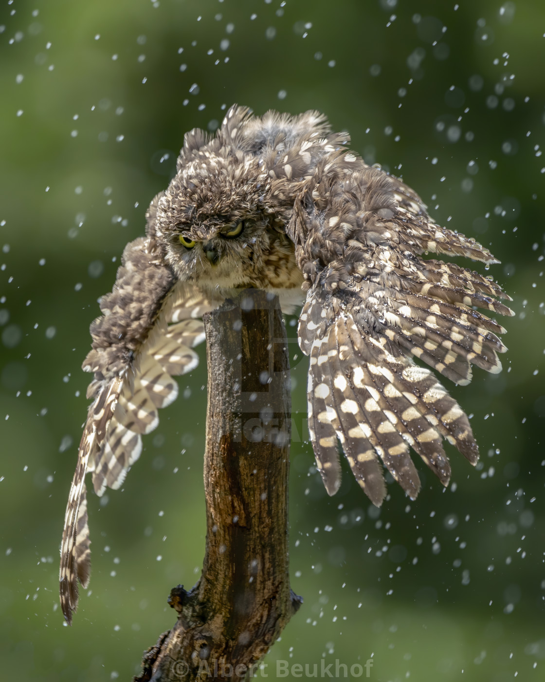 "Burrowing owl (Athene cunicularia) are standing on a branch in heavy rain." stock image