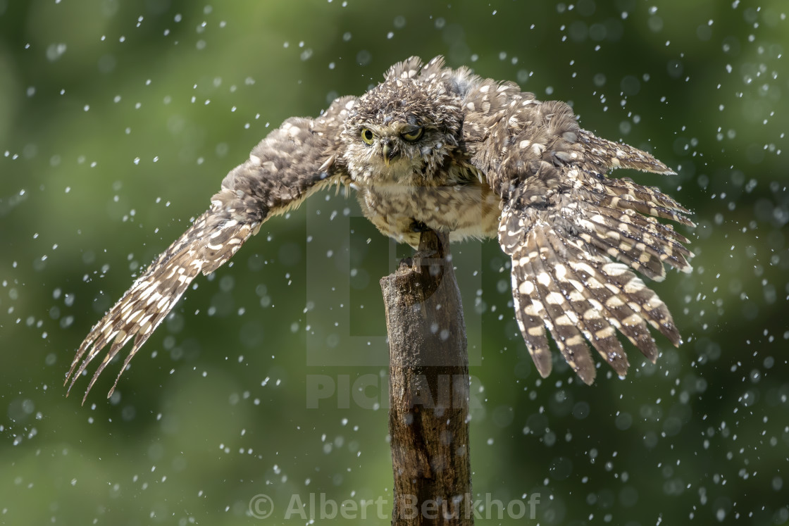 "Burrowing owl (Athene cunicularia) are standing on a branch in heavy rain." stock image