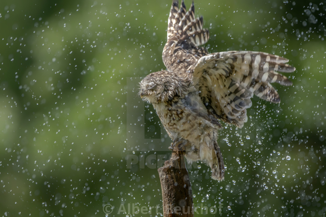 "Burrowing owl (Athene cunicularia) are standing on a branch in heavy rain." stock image