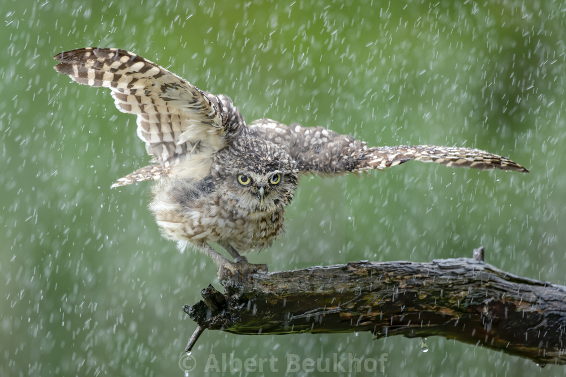 "Burrowing owl (Athene cunicularia) are standing on a branch in heavy rain." stock image