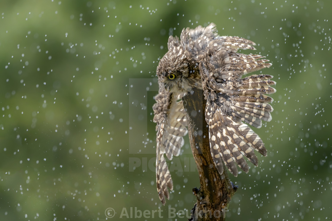 "Burrowing owl (Athene cunicularia) are standing on a branch in heavy rain." stock image