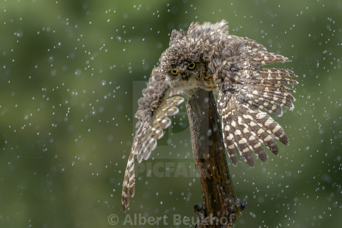 "Burrowing owl (Athene cunicularia) are standing on a branch in heavy rain." stock image