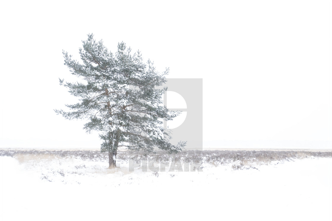 "Beautiful winter landscape scene view park Hoge Veluwe in the Netherlands" stock image