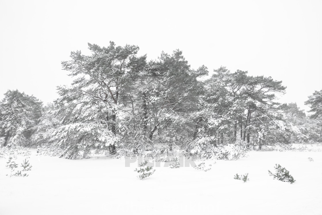 "Beautiful winter landscape scene view park Hoge Veluwe in the Netherlands" stock image