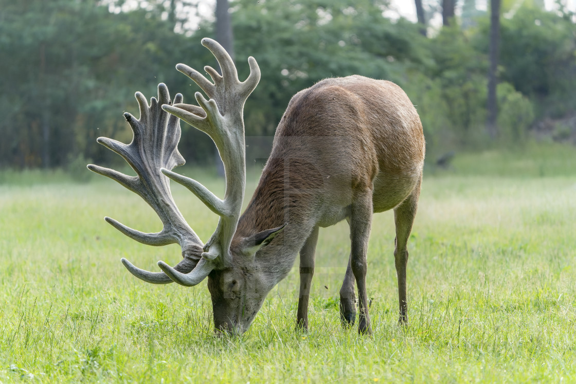 "Red deer (Cervus elaphus) antlers in velvet." stock image