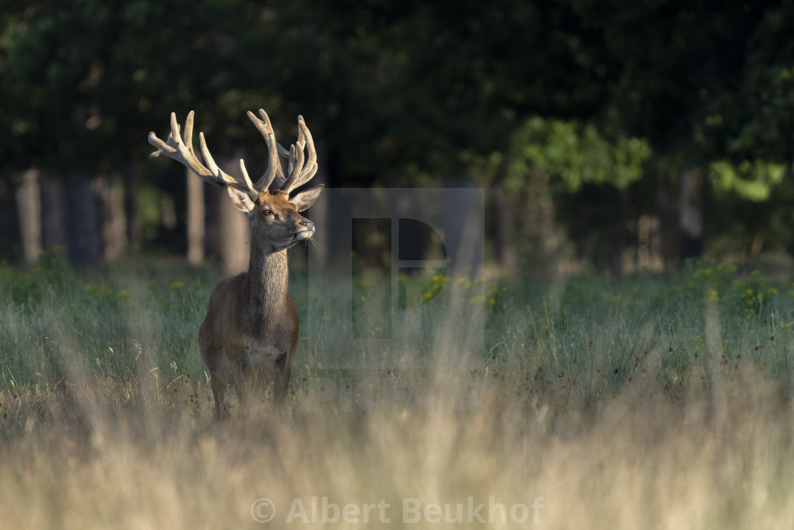 "Red deer (Cervus elaphus) antlers in velvet" stock image