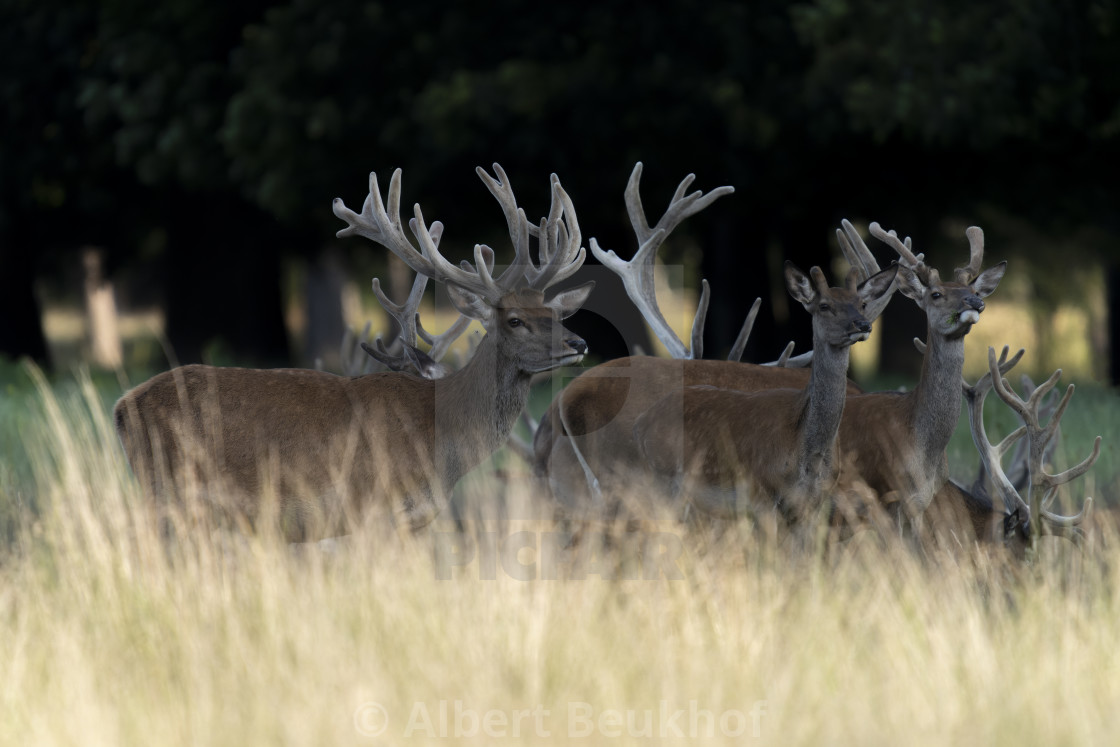 "A large group of Red deer (Cervus elaphus) with antlers growing in velvet." stock image