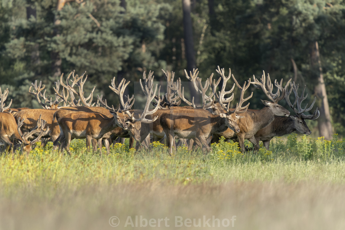 "A large group of Red deer (Cervus elaphus) with antlers growing in velvet." stock image