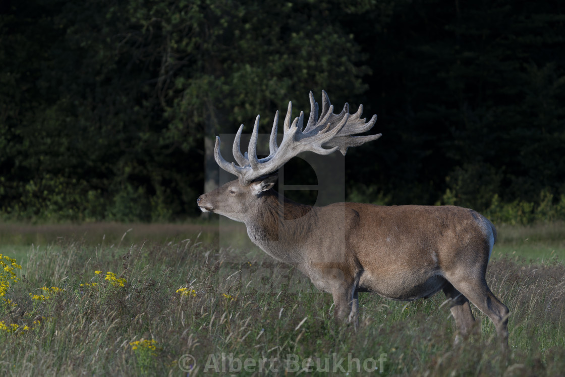 "Red deer (Cervus elaphus) antlers in velvet." stock image