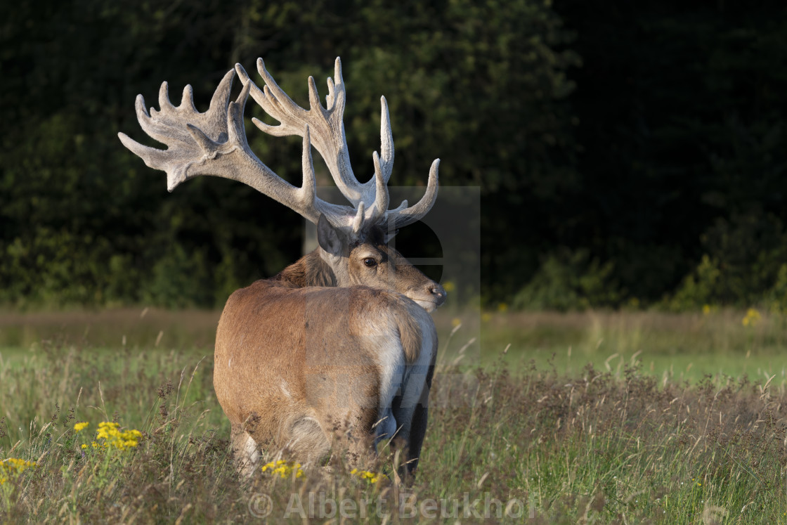 "Red deer (Cervus elaphus) antlers in velvet." stock image