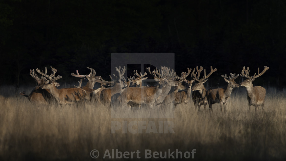 "A large group of Red deer (Cervus elaphus) with antlers growing in velvet." stock image