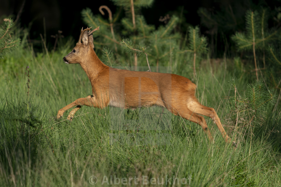 "Roe deer buck is jumping." stock image