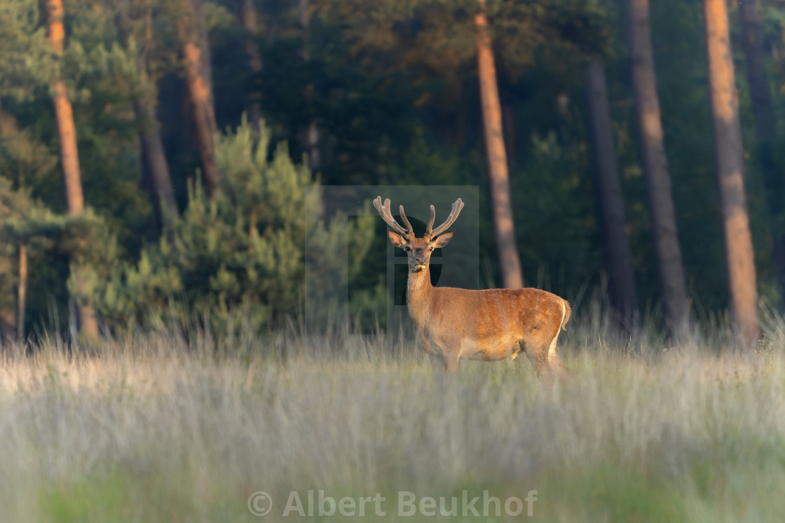 "Red deer (Cervus elaphus) antlers in velvet." stock image