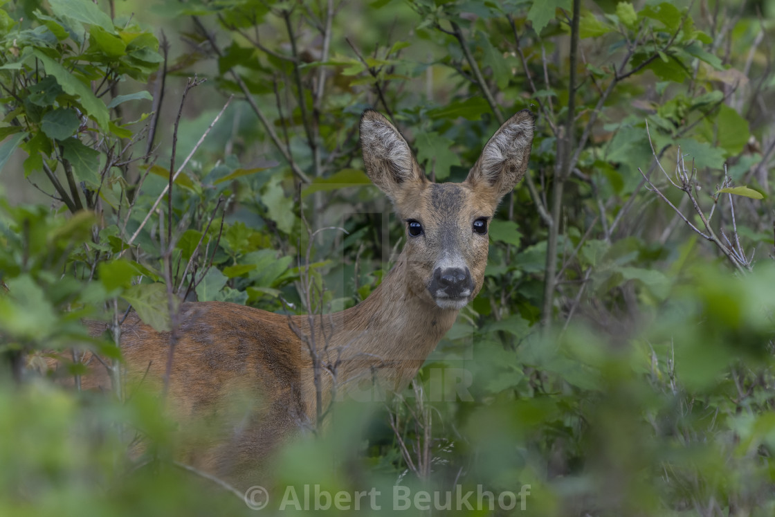 "Portrait of a Roe deer (Capreolus capreolus)." stock image