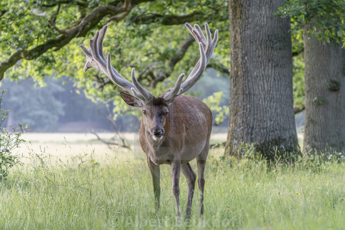 "Red deer (Cervus elaphus) antlers in velvet." stock image