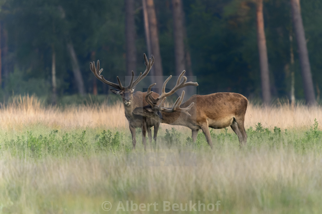 "Two Red deer (Cervus elaphus) antlers in velvet." stock image