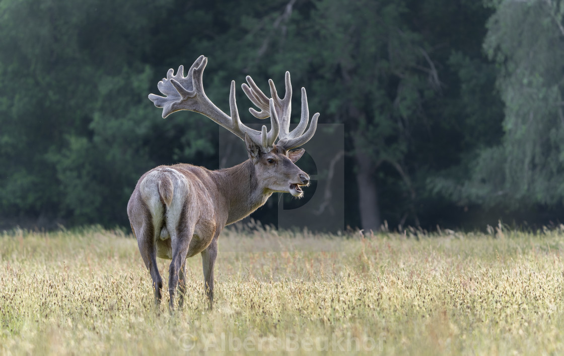 "Red deer (Cervus elaphus) antlers in velvet." stock image