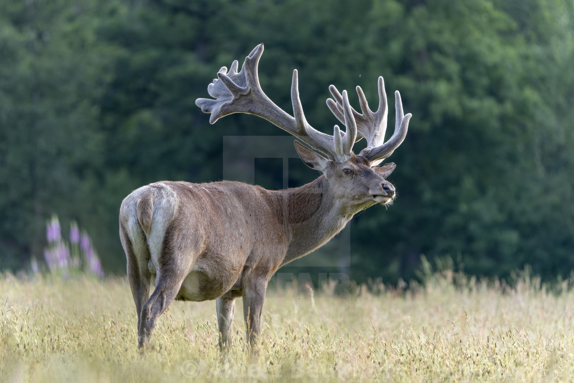 "Red deer (Cervus elaphus) antlers in velvet." stock image