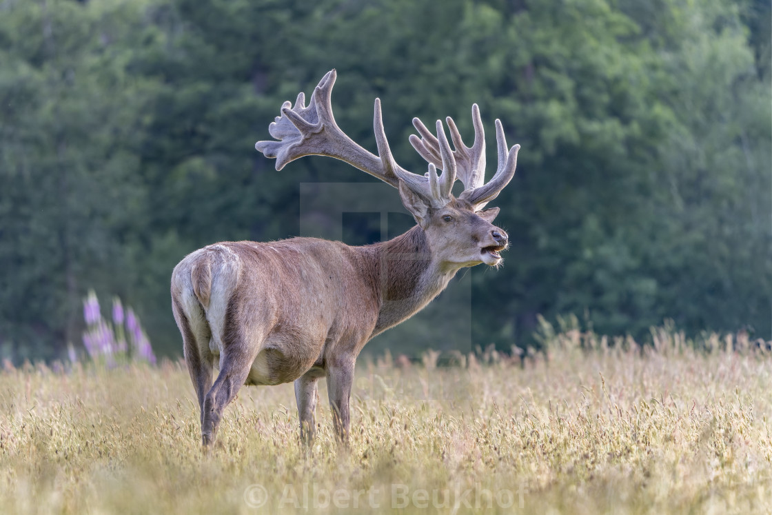 "Red deer (Cervus elaphus) antlers in velvet." stock image