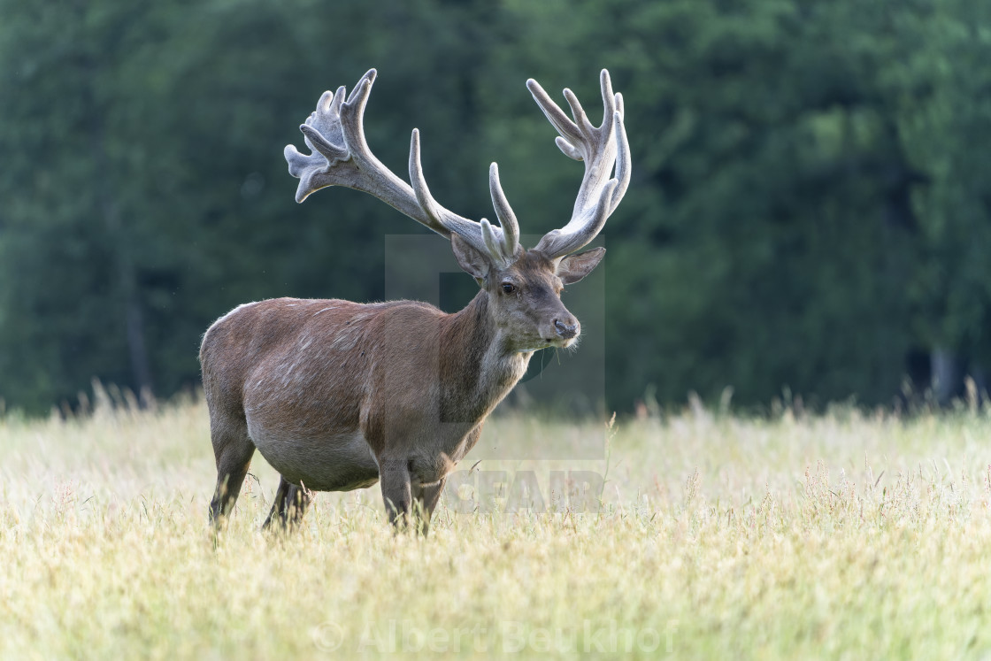 "Red deer (Cervus elaphus) antlers in velvet." stock image