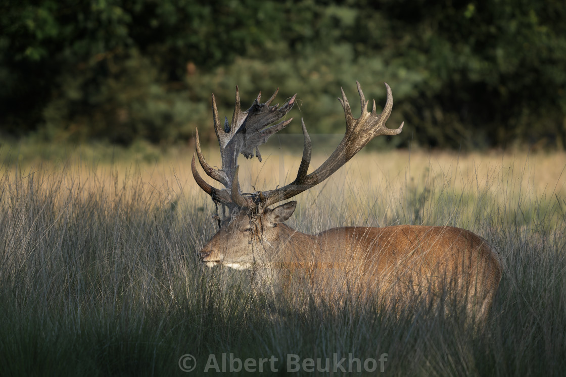 "Red deer (Cervus elaphus) after rubbing the antlers on branches, velvet is falling off." stock image