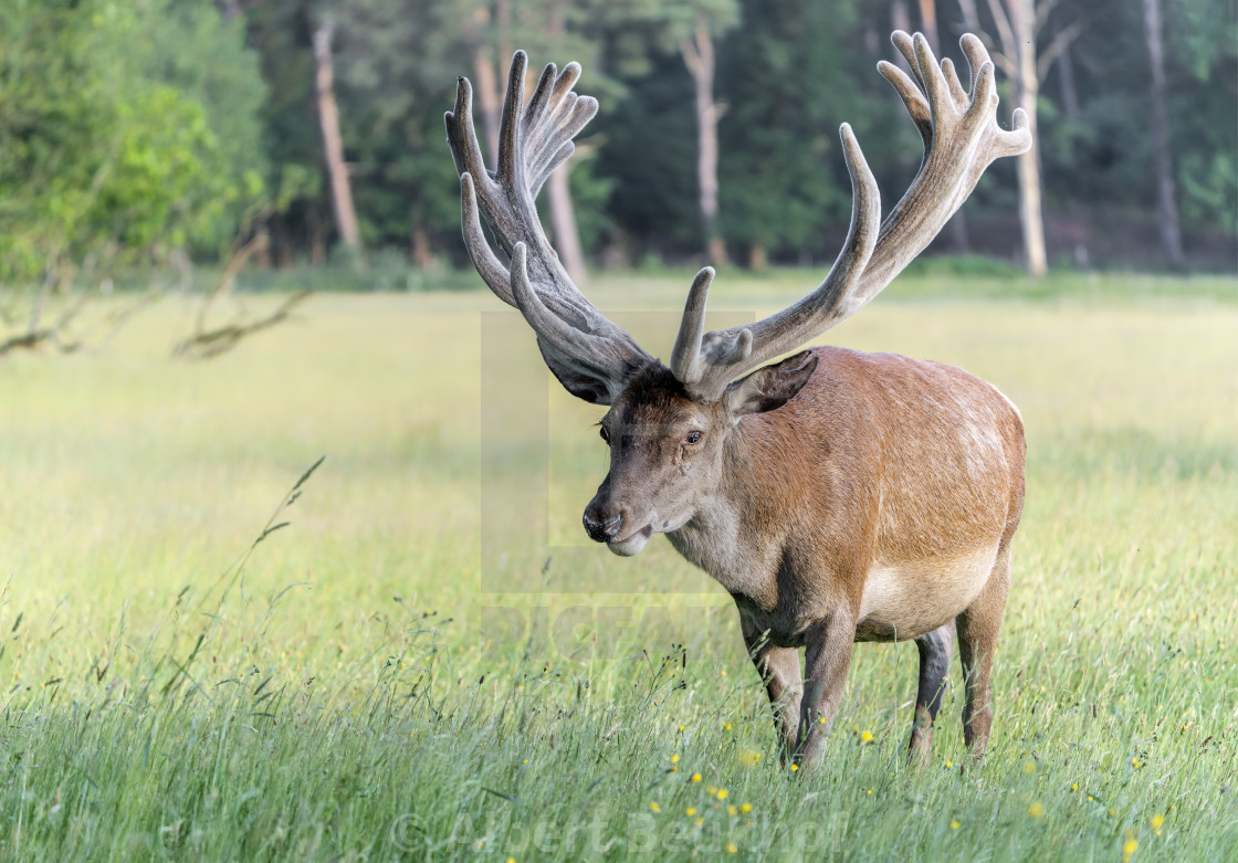 "Red deer (Cervus elaphus) antlers in velvet." stock image