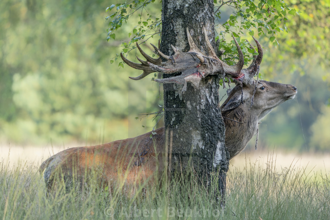 "Red deer (Cervus elaphus) after rubbing the antlers on branches, velvet is falling off." stock image