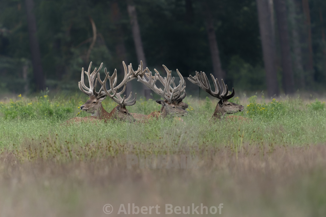 "A large group of Red deer (Cervus elaphus) with antlers growing in velvet." stock image