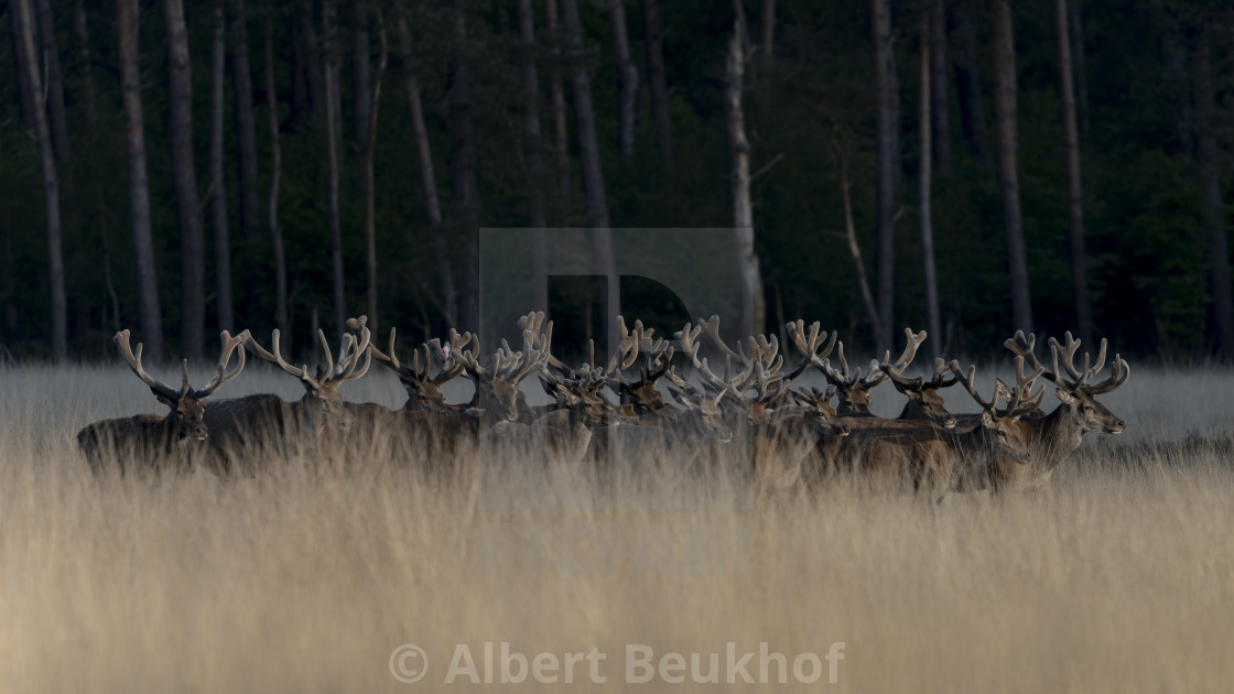 "A large group of Red deer (Cervus elaphus) with antlers growing in velvet." stock image