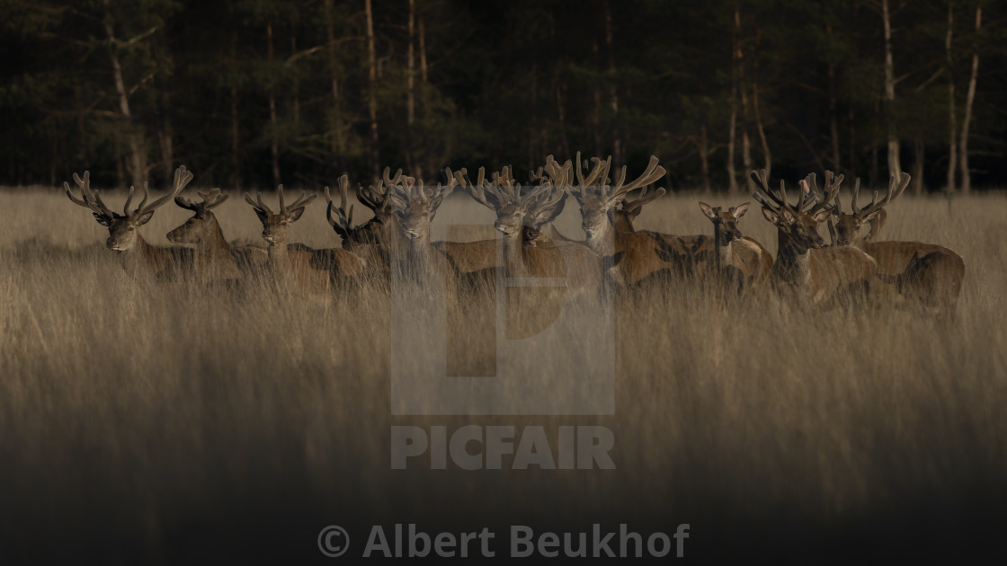 "A large group of Red deer (Cervus elaphus) with antlers growing in velvet." stock image